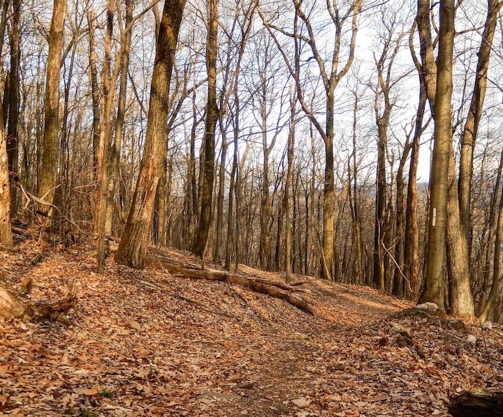 the Appalachian trail
